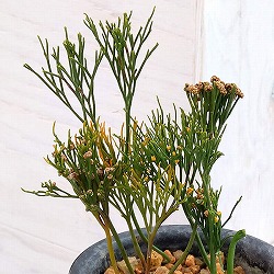 マツバラン：万代竺（バンダイジク）3.5号