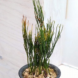 マツバラン：鳳明竺（ホウメイジク）3.5号