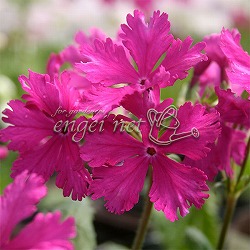 日本サクラソウ（桜草）一重咲き：朝日（あさひ）2.5-3号ポット