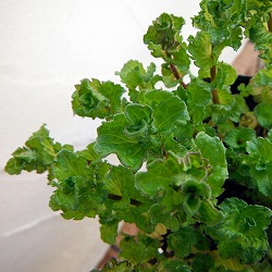 [送料無料]ミント：カーリーミント3号ポット 24株セット