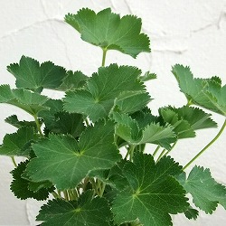 [送料無料]アルケミラ：ブルガリス（レディスマントル）3号ポット 24株セット