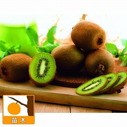 キウイ：ソリシマ4号ポット