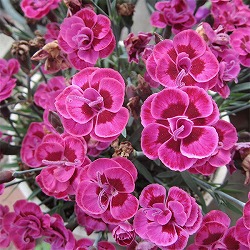 [送料無料]ダイアンサス：パープルウエディング3号ポット 12株セット