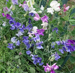 スイートピー：花色ミックス3号ポット 4株セット