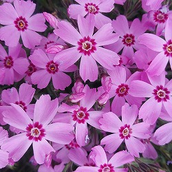 芝桜（シバザクラ）大輪：シャイニングピンク3.5号ポット 3株セット