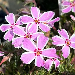 芝桜（シバザクラ）大輪：シャイニングストライプ3.5号ポット 12株セット