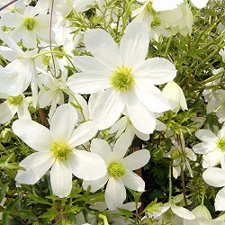 クレマチス：アーリーセンセーション3号ポット