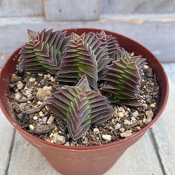 クラッスラ：茜の塔　2.5号