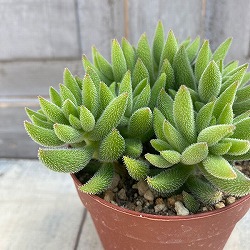 クラッスラ：銀箋　2.5号ポット