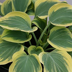 ギボウシ（ホスタ）：金星（キンボシ・キンセイ）7号ポット