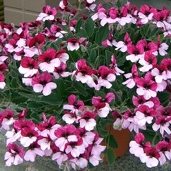 パンジーゼラニウム3号ポット