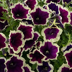 ペチュニア：フェイマス マジェンタリム3.5号ポット