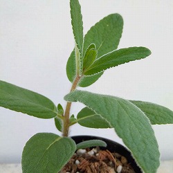 シンニンギア：ツビフローラ（上海の女王）3号