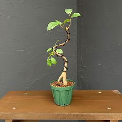 ガジュマル（曲げ仕立て）　3号鉢植え*