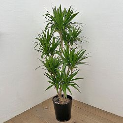 ドラセナ：ナビ―　7号ポット