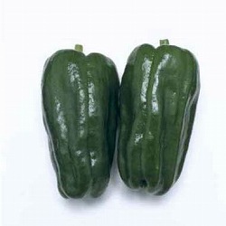 [送料無料]ピーマン：京みどり3号ポット 28株セット