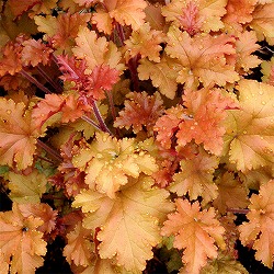 ヒューケラ：マーマレード3号ポット