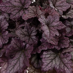 ヒューケレラ：パープルレインフォレスト3号ポット