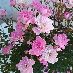 [26年2月中下旬予約]つるバラ・舞姫（まいひめ）3.5号ポット