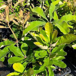 バンクシア：ローバー6号鉢植え