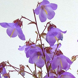 キキョウ：枝咲きキキョウ3.5号ポット