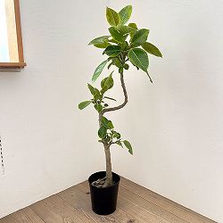 フィカス：アルテシマ 　7号鉢植え***