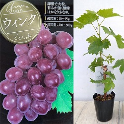 ブドウ：ウインク挿木苗3.5号ポット