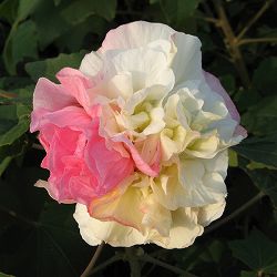 スイフヨウ（酔芙蓉）：楠玉（くすだま）6号ポット*