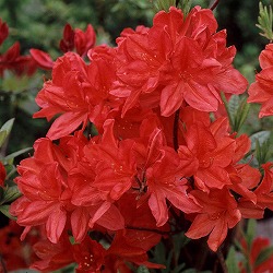 エクスバリーツツジ：ホットスパー3.5-4号ポット 2株セット