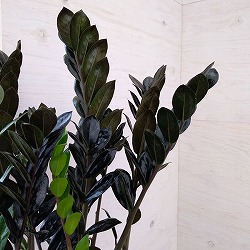 ザミオクルカス：レイヴン　7号鉢植え