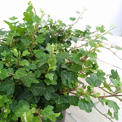 [26年3月中下旬予約]ヘデラ（アイビー）：ヘリックス　ダックフット3.5号ポット