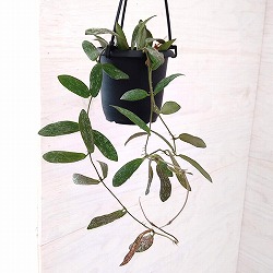 ホヤ：シギラティス　3号吊鉢