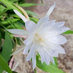 クジャクサボテン：月下美人（ゲッカビジン）姫月下美人5号鉢植え