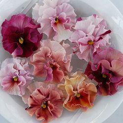 うえたコレクションパンジー：マリーリーン3.5号ポット 6株セット