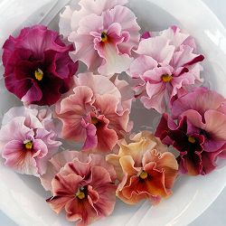 [送料無料]うえたコレクションパンジー：マリーリーン3.5号ポット 24株セット