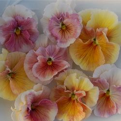 [送料無料]うえたコレクションビオラ：シフォンピーチ3.5号ポット 24株セット