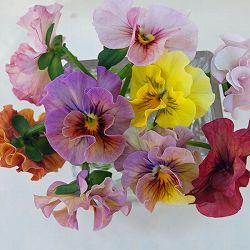 うえたコレクションビオラ：キャンディーウェーブ3.5号ポット 12株セット