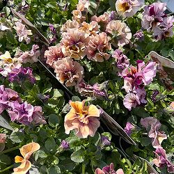 [送料無料]うえたコレクションビオラ：マーブル3.5号ポット 24株セット