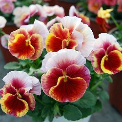 うえたコレクションビオラ：レインボーウェーブマーメイド3.5号ポット 6株セット