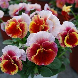 うえたコレクションビオラ：レインボーウェーブマーメイド3.5号ポット 12株セット