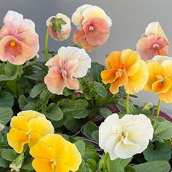 [送料無料]うえたコレクションビオラ：アンジュフルール3.5号ポット 12株セット