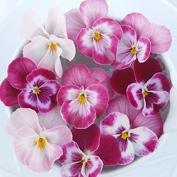 [送料無料]うえたコレクションビオラ：スイートラブ3.5号ポット 24株セット