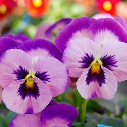 うえたコレクションビオラ：とき乙女3.5号ポット 6株セット