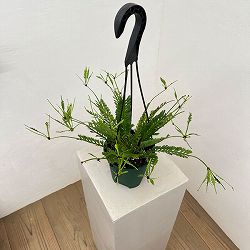 アスプレニウム：ケンゾイ（オニヒノキシダ）　4.5号吊り鉢