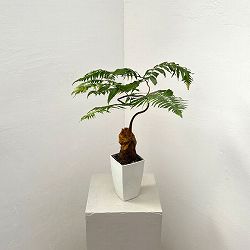 タカワラビ：キンモウコウ　セレクト　3.5号鉢植え