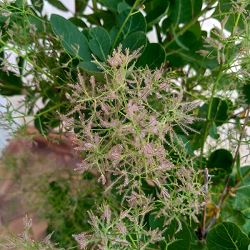 スモークツリー：グリーンボール 6号鉢植え