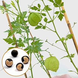 風船かずら(ふうせんかずら)　3-3.5号ポット*