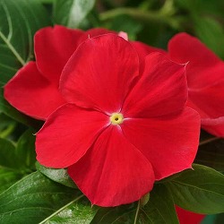 [26年6月中下旬予約]ニチニチソウ（這性）：メディトレニアン　レッド3～3.5号ポット