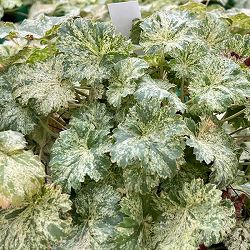 ヒューケラ：モネ3.5号ポット