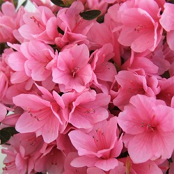 [26年10月中下旬予約]クルメツツジ（久留米ツツジ）：麒麟（きりん）5号鉢植え